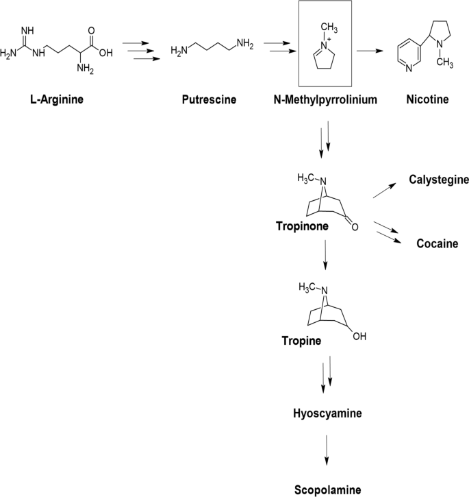 Discovery and Engineering of the Cocaine Biosynthetic Pathway