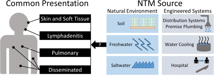 Nontuberculous Mycobacteria Infection Source And Treatment Springerlink