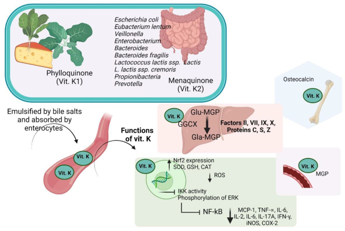 n-acetyl-l-cysteine and glutathione supplement dry eye Our Science  Nacuity Pharmaceuticals
