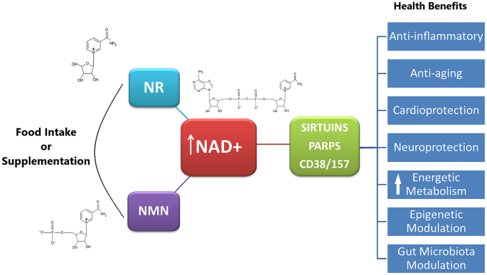 Supplementing NAD+ Precursors Supplementing NAD+ Precursors