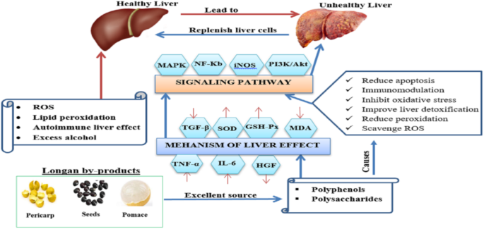 Nutritional and Therapeutic Potential of Longan Fruit By-products for Liver Diseases: Pathway to Functional Foods | Current Nutrition Reports