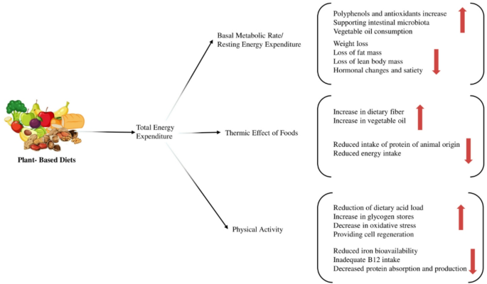 Effect of Plant-Based Diets on Energy Metabolism and Metabolic ...