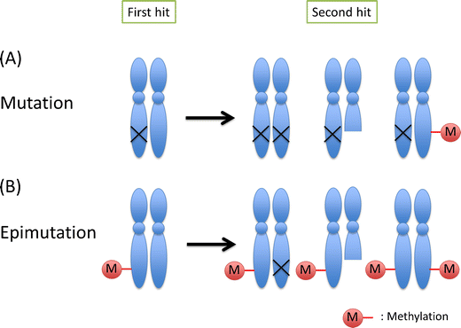 is ipamorelin natural Sermorelin vs Ipamorelin: Growth Hormone Peptides Compared