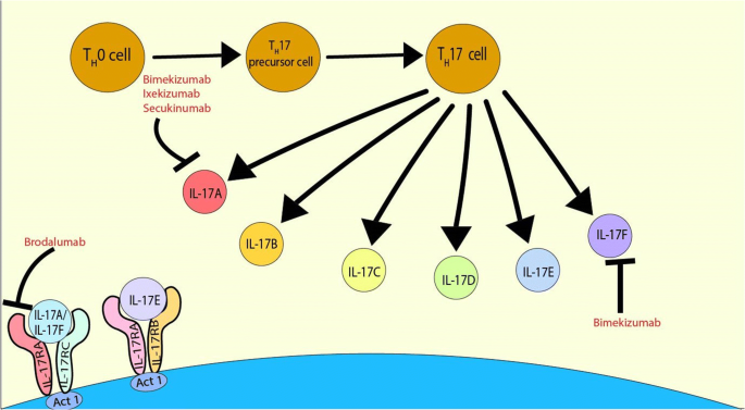 Update On Il 17 Inhibitors For Psoriasis Springerlink Update On Il 17 Inhibitors For Psoriasis Springerlink