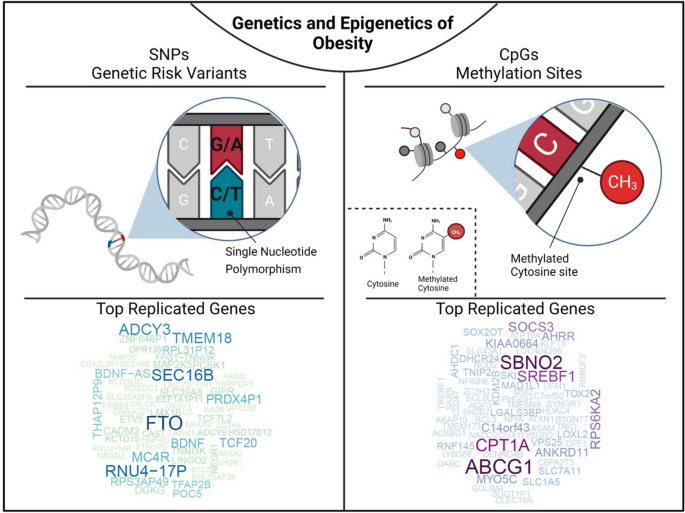the relationship between genetics and obesity research paper figure 1