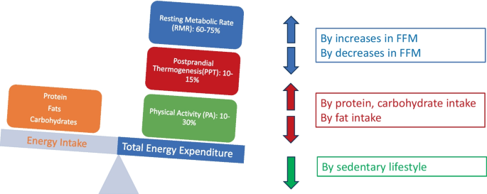 semaglutide energy expenditure resting metabolic rate study Revisiting Resting Metabolic Rate: What is the Relation to Weight  Fluctuations? | Current Obesity Reports