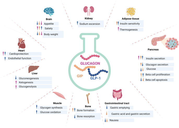 Cagrilintide and GIP Receptor Hub Visual