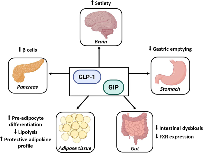 how often to take glp 1 for weight loss GLP-1 Medications: Everything You Need to Know