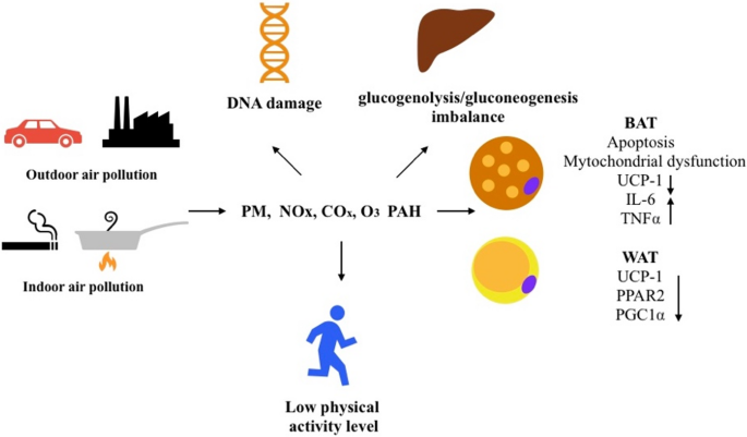Weighty Consequences: Pollution’s Hidden Weight in the Obesity Epidemic ...