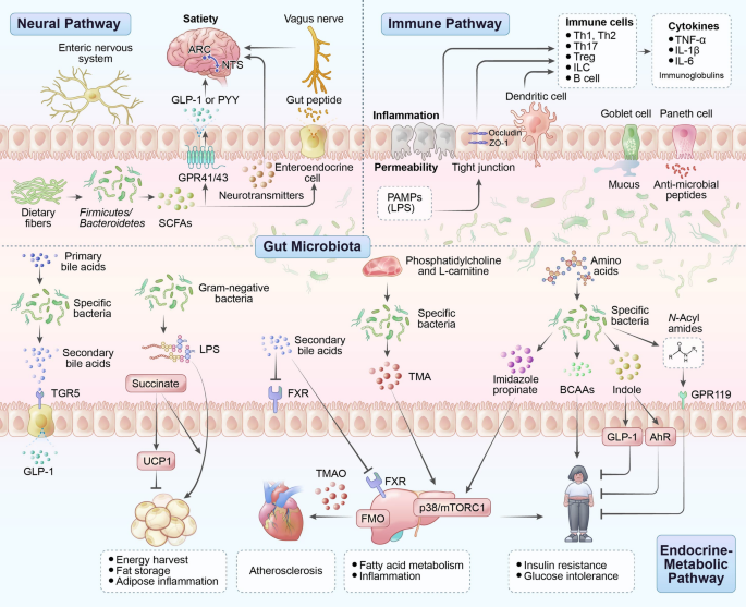 Beyond Discrete Diagnoses: Conceptualizing Obesity-associated Metabolic  Disorders as a Unified, Dynamic Continuum | Current Obesity Reports