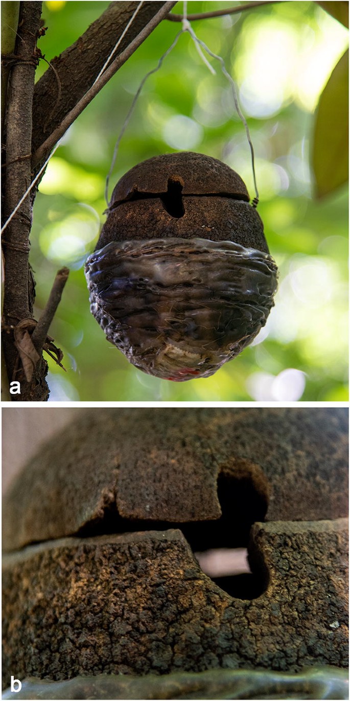 oviposition High Speed Video Documentation of the Mosquito Sabethes albiprivus  Egg-Catapulting Oviposition Behavior (Diptera: Culicidae) | Neotropical  Entomology