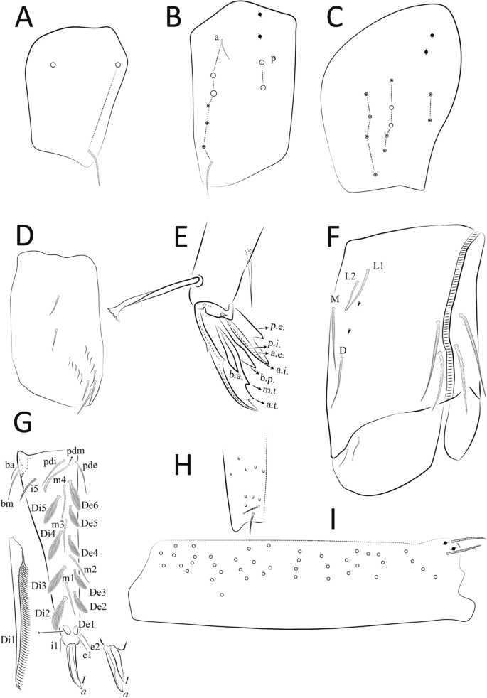 Neotropical Cyphoderus (Collembola: Paronellidae), with Comments