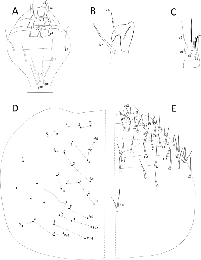 Neotropical Cyphoderus (Collembola: Paronellidae), with Comments