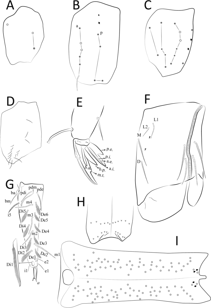 Neotropical Cyphoderus (Collembola: Paronellidae), with Comments