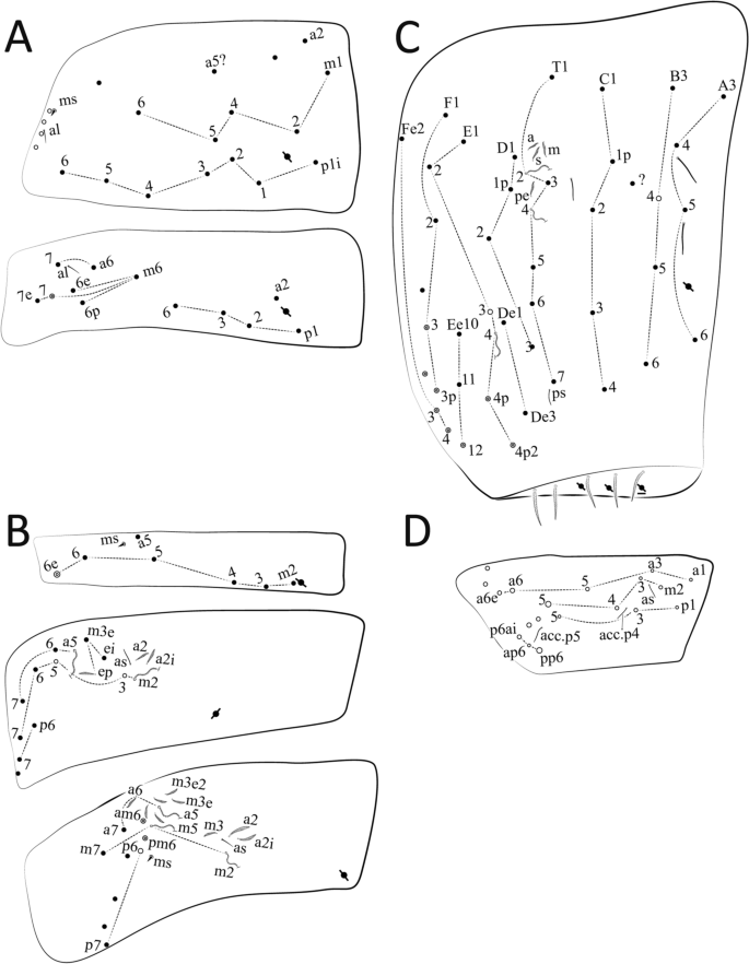 Neotropical Cyphoderus (Collembola: Paronellidae), with Comments About  Myrmecophily and the Description of New Species