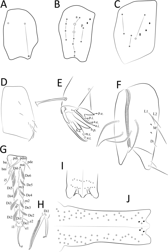 Neotropical Cyphoderus (Collembola: Paronellidae), with Comments About  Myrmecophily and the Description of New Species