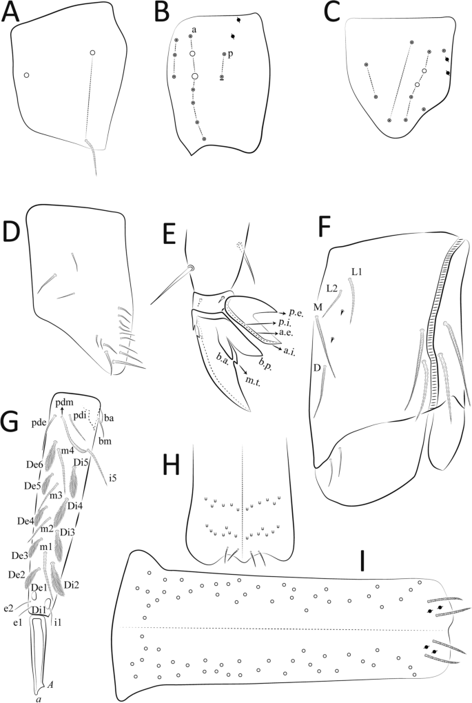 Neotropical Cyphoderus (Collembola: Paronellidae), with Comments