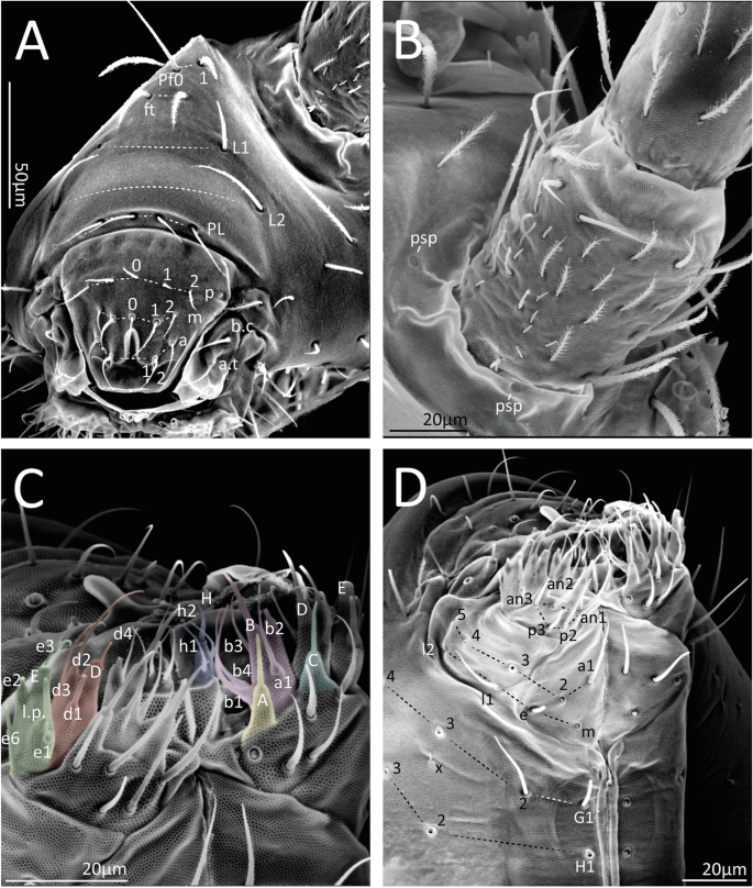 Neotropical Cyphoderus (Collembola: Paronellidae), with Comments About  Myrmecophily and the Description of New Species