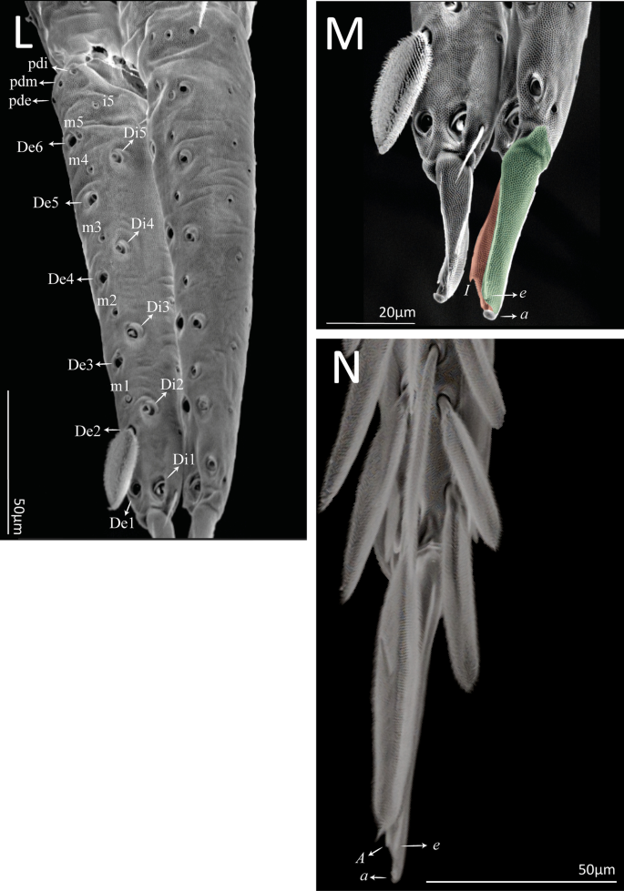 Neotropical Cyphoderus (Collembola: Paronellidae), with Comments