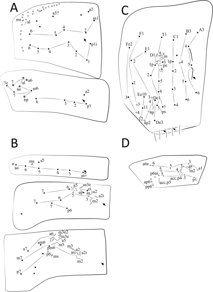 Neotropical Cyphoderus (Collembola: Paronellidae), with Comments