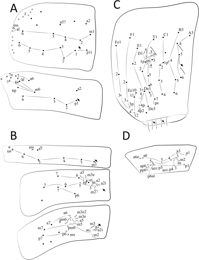 Neotropical Cyphoderus (Collembola: Paronellidae), with Comments About  Myrmecophily and the Description of New Species