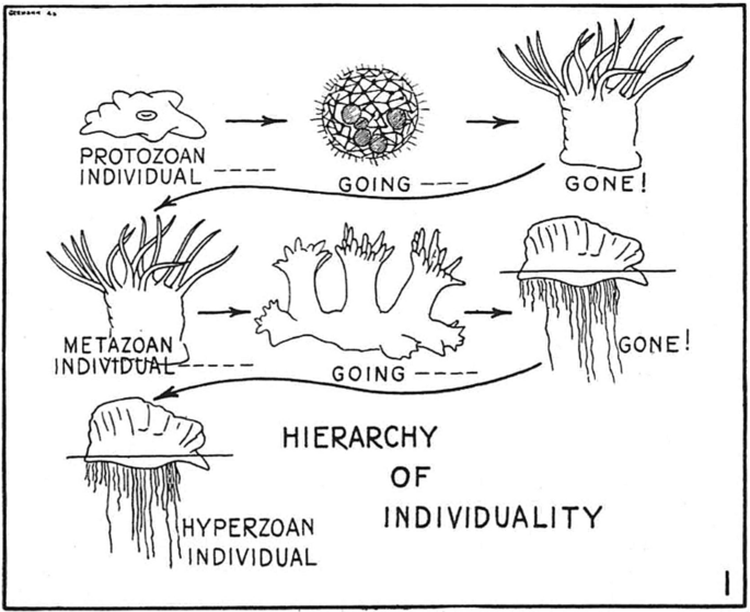 Revisiting George Gaylord Simpson's “The Role of the Individual in Evolution” (1941) | SpringerLink