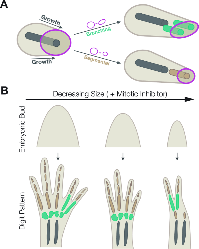 Biological Theories of Morphogenesis Based on Holistic Biophysical ...
