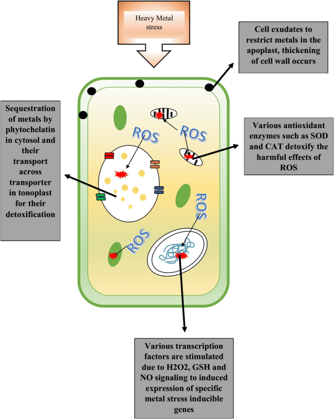 Heavy metal stress and responses in plants | International Journal of Environmental Science and Technology | Springer Nature Link Heavy metal stress and responses in plants | International Journal of Environmental Science and Technology | Springer Nature Link