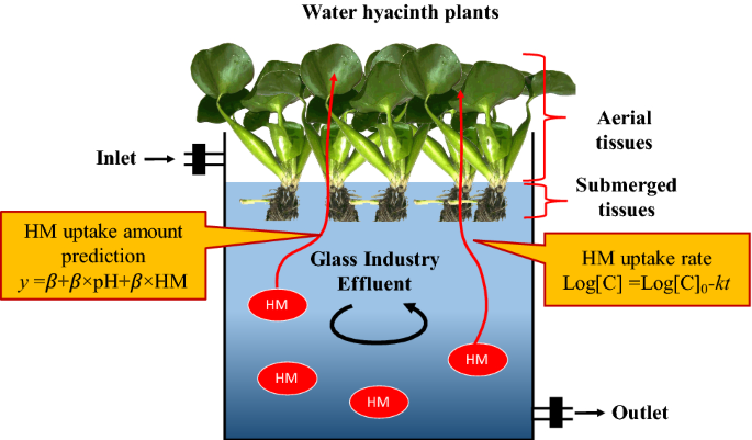 Kinetics and prediction modeling of heavy metal phytoremediation from glass  industry effluent by water hyacinth (Eichhornia crassipes) | SpringerLink