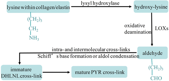ghk-cu lysyl oxidase collagen cross-linking The Role of the Lysyl Oxidases in Tissue Repair and Remodeling: A Concise  Review | Tissue Engineering and Regenerative Medicine
