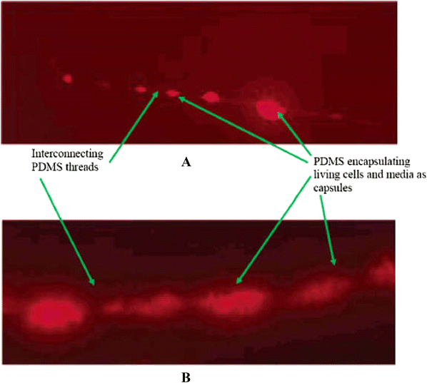 Electrospun Collagen Nanofibers and Their Applications in Skin
