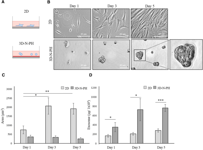 Three Dimensional Spheroid Culture Increases Exosome Secretion From Mesenchymal Stem Cells Springerlink
