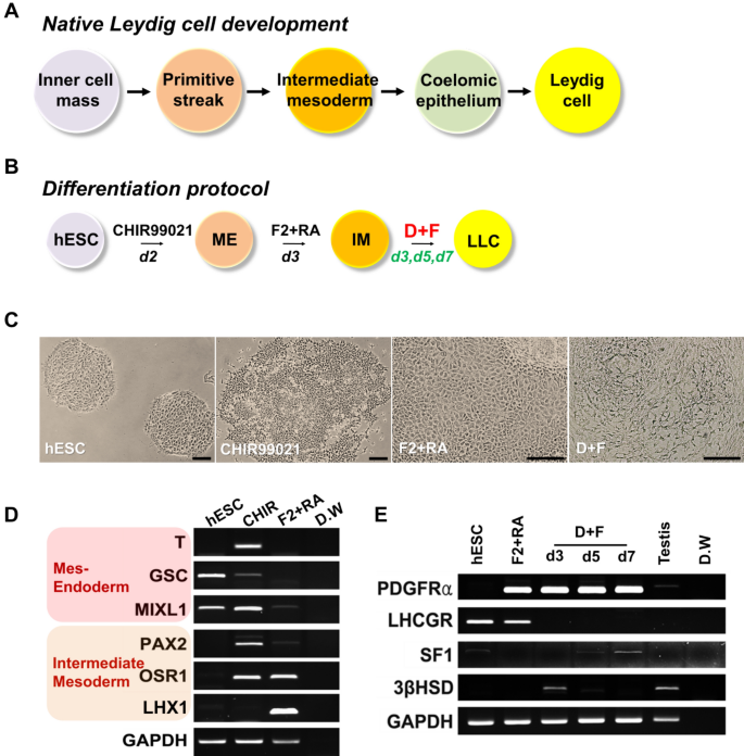 Morphology of Leydig cells in the testes after in vivo MCP-1 treatment.