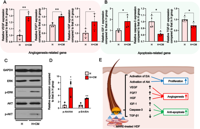 ghk-cu vegf angiogenesis hair growth Do topical copper peptides work for treating thinning and hair loss? While they are interesting there is just no data on how well these work, who they work best for and ghk-cu angiogenesis vegf hair growth