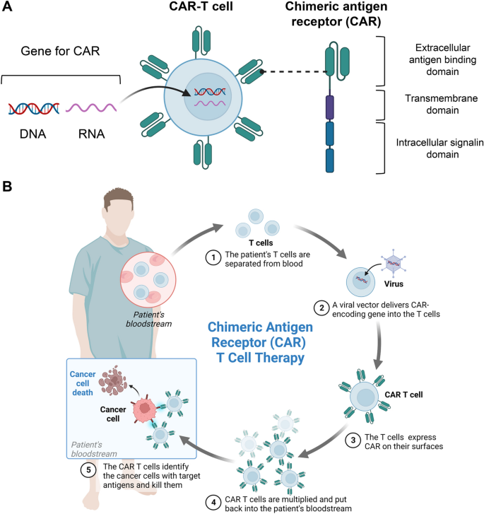 Novel engineered chimeric engulfment receptors trigger T cell effector  functions against SIV-infected CD4+ T cells: Molecular Therapy - Methods &  Clinical Development