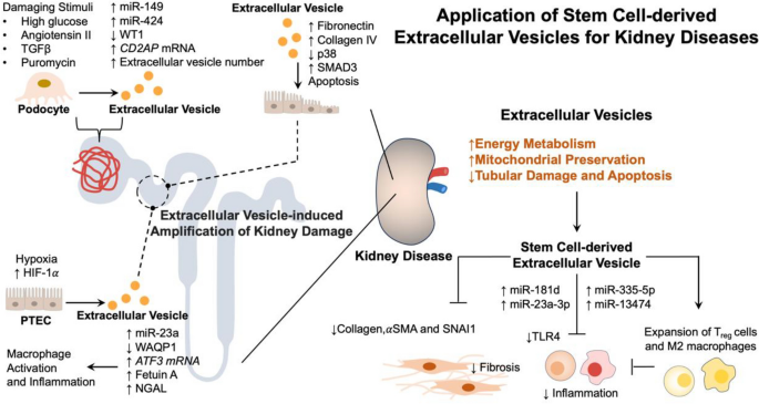 Engineering Mesenchymal Stem Cell-Derived Extracellular Vesicles for ...