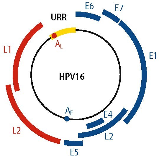 Nicht Nur Warzen Und Zervixkarzinom Springerlink
