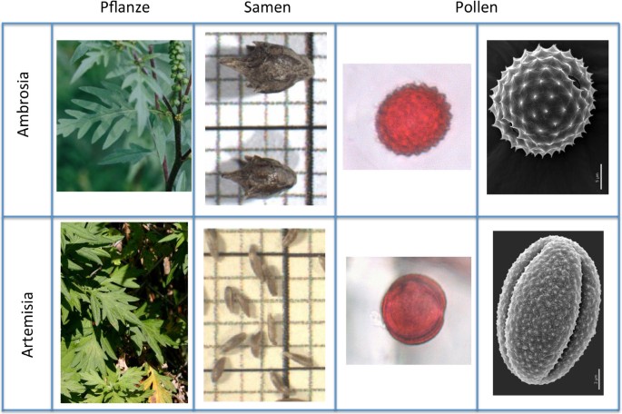Ambrosia artemisiifolia (Traubenkraut) in Deutschland – aktuelles  Vorkommen, allergologische Bedeutung und Maßnahmen zur Eingrenzung |  SpringerLink
