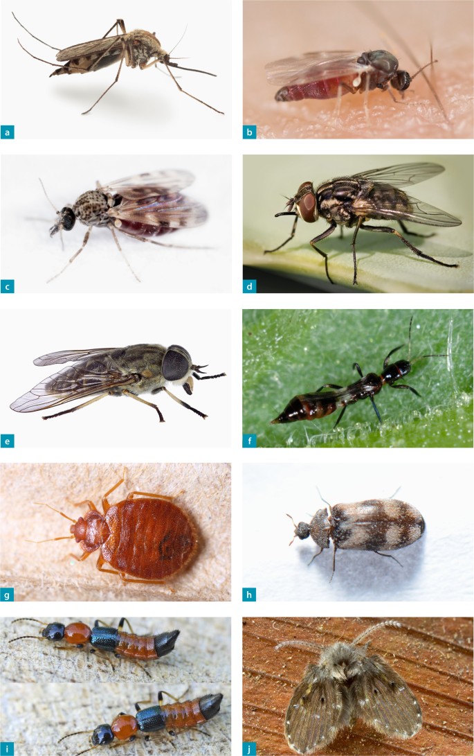 Insekten und Spinnentiere als Auslöser toxischer und allergischer  Reaktionen in Deutschland | SpringerLink