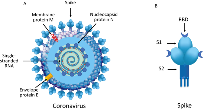 Differences and similarities between SARS-CoV and SARS-CoV-2: spike  receptor-binding domain recognition and host cell infection with support of  cellular serine proteases | SpringerLink