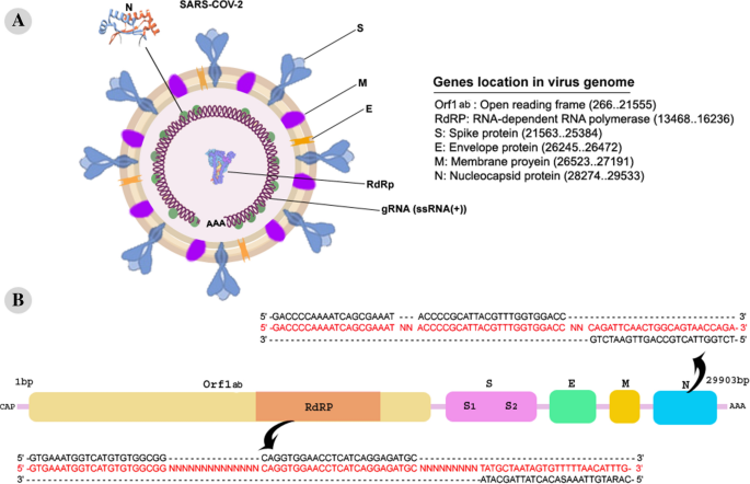 Real-time PCR Ct value in SARS-CoV-2 detection: RdRp or N gene? |  SpringerLink
