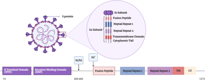 SARS-CoV-2 spike protein: pathogenesis, vaccines, and potential therapies |  SpringerLink