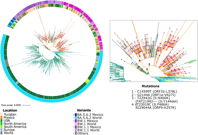 Maximum likelihood pandemic-scale phylogenetics