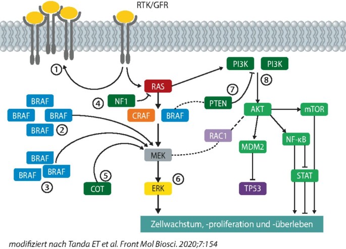 BRAF-Inhibitoren regulieren tumortreibenden Signalweg herunter |  SpringerLink