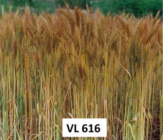 Wheat Improvement In Northern Hills Of India Springerlink