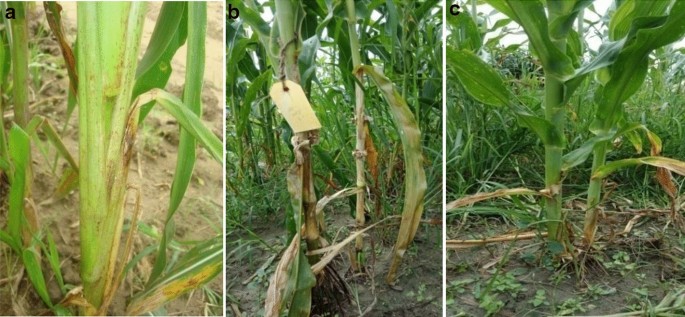 Identification of QTL for Banded Leaf and Sheath Blight in Teosinte-Derived Maize Population | Agricultural Research