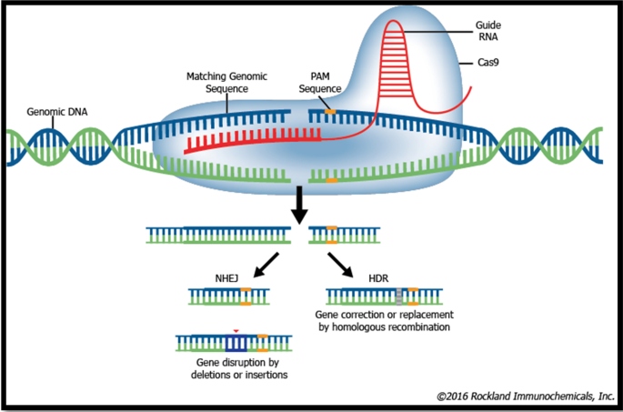 Hiv Aids Current Updates On The Disease Treatment And Prevention Springerlink