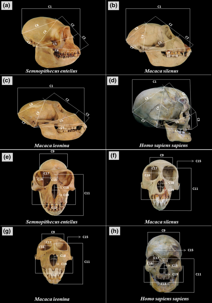 Establishing Cranio Dental Keys For Human And Non Human Primates Implication In Forensic Investigations Springerlink