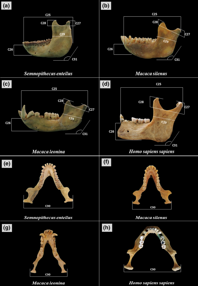 Establishing Cranio Dental Keys For Human And Non Human Primates Implication In Forensic Investigations Springerlink