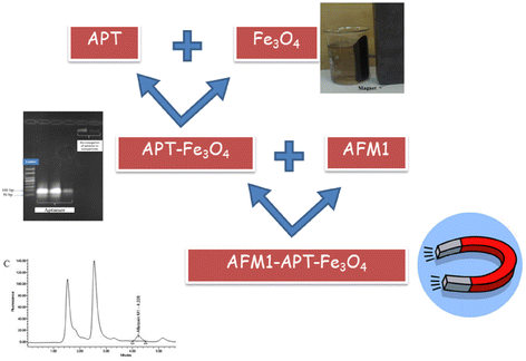 Aflatoxin M 1 Detoxification From Infected Milk Using Fe 3 O 4 Nanoparticles Attached To Specific Aptamer Springerlink